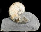 Hoploscaphites Brevis Ammonite - #43906-1
